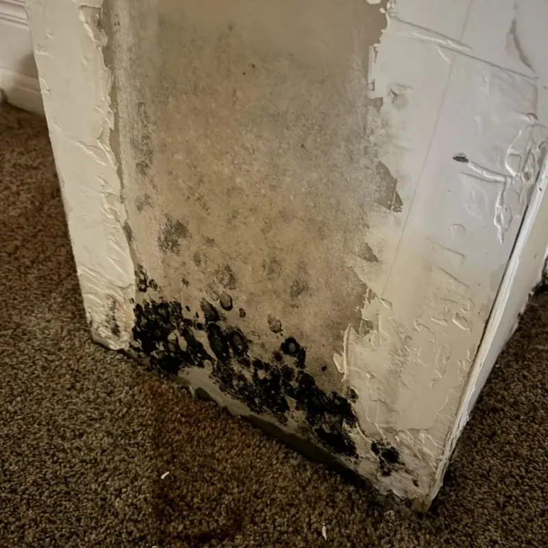 Professional Mold Removal in Tannersville, PA
